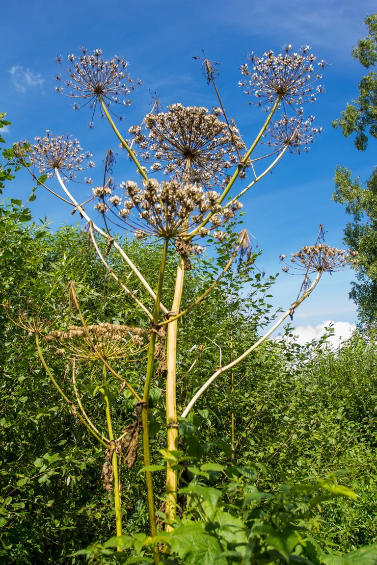 Karuputk
