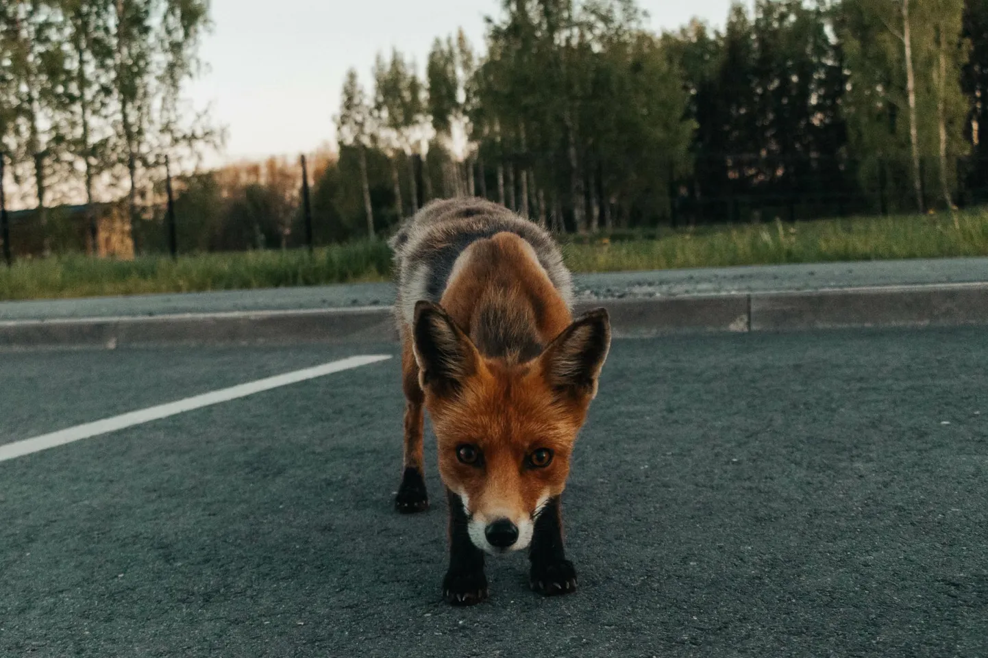 Фото статьи