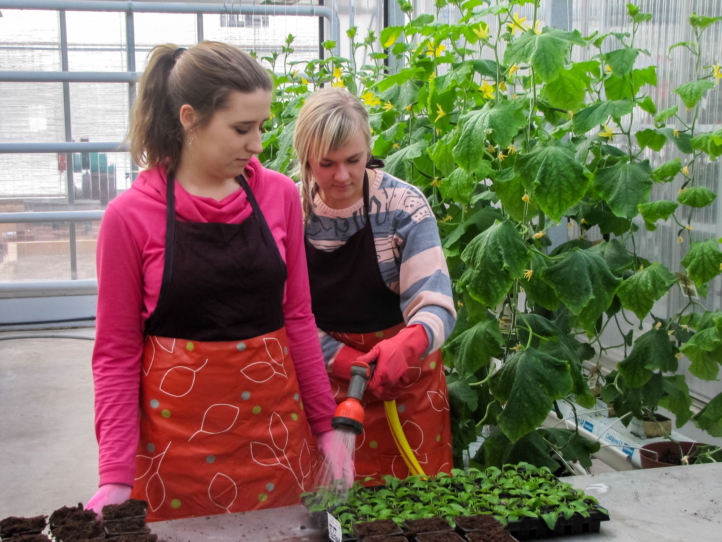 Räpina aianduskooli aianduse eriala õpilased Liisi Kont (paremal) ja Kärt Vikat kastavad taimi.