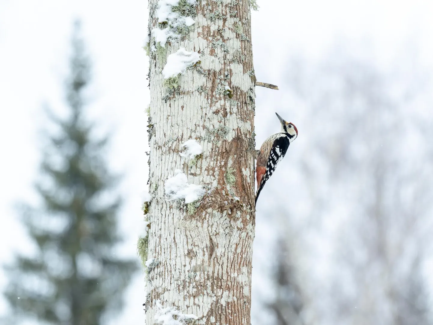 Punase pealaega valgeselg-kirjurähni isaslinnu seljasulestikus on rohkem või vähem kokkusulavad valged ristvöödid ja ta sabaalune on roosakaspunane.