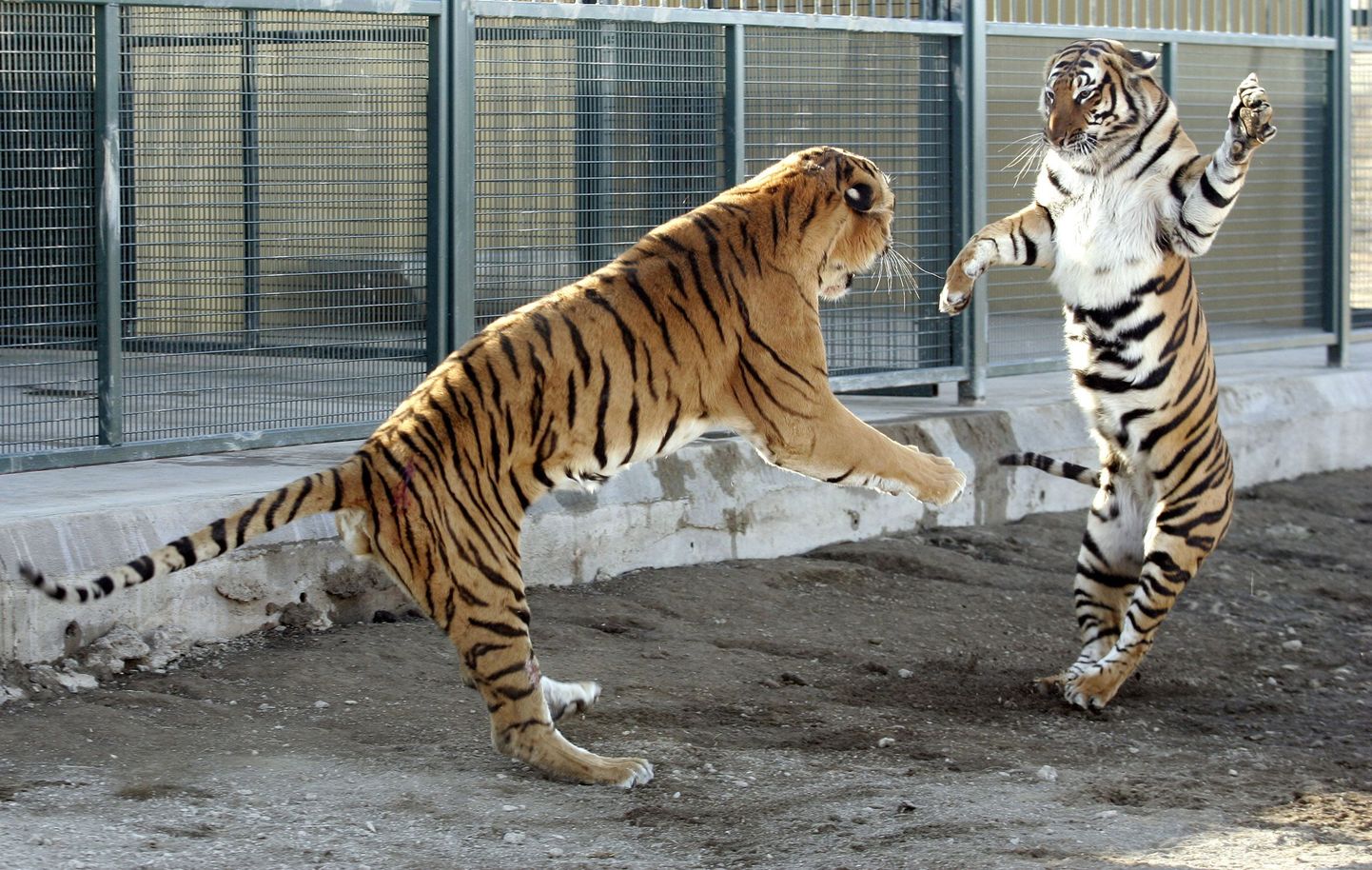 Haruldased Lõuna-Hiina tiigrid on praeguseks riigis looduskaitse alla võetud.