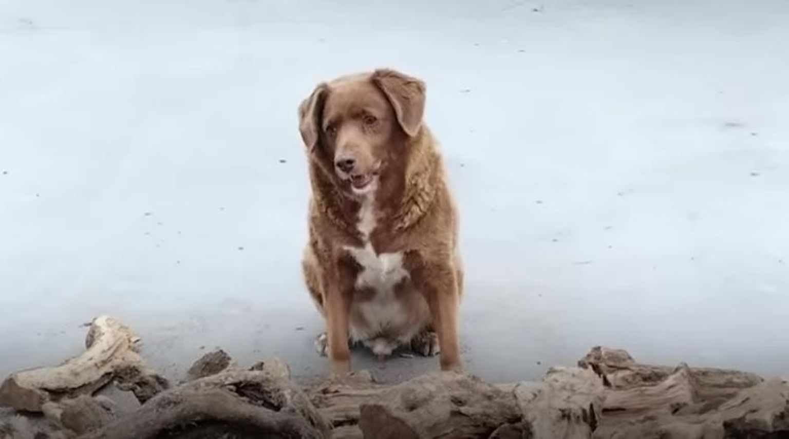 Maailma vanim koer Bobi.