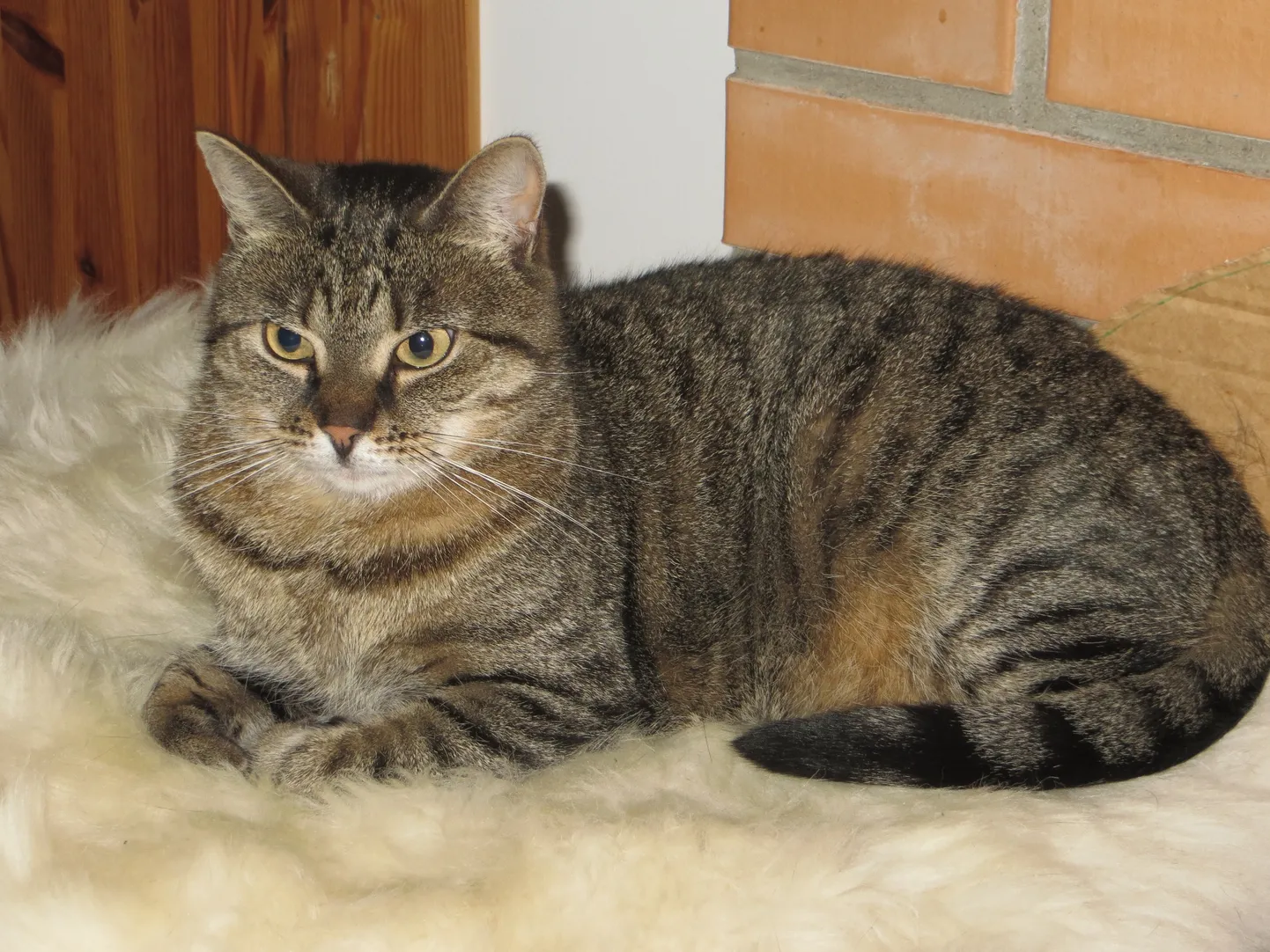 Mitzy