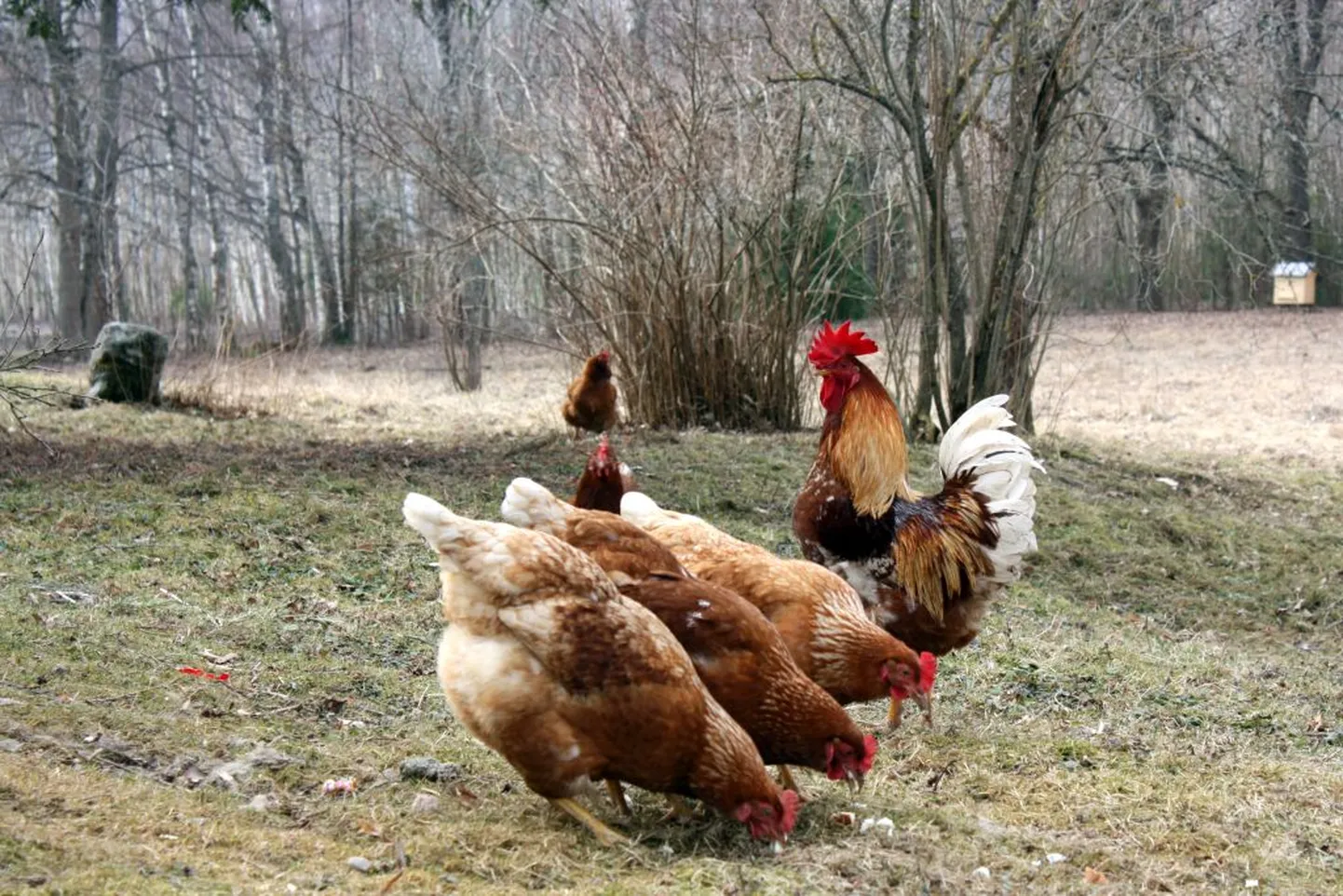 Kanad tuleb siseruumides hoida. Foto on illustreeriv.