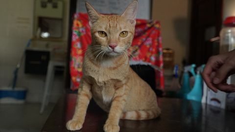 Vietnam: 2700 kassi söögiks