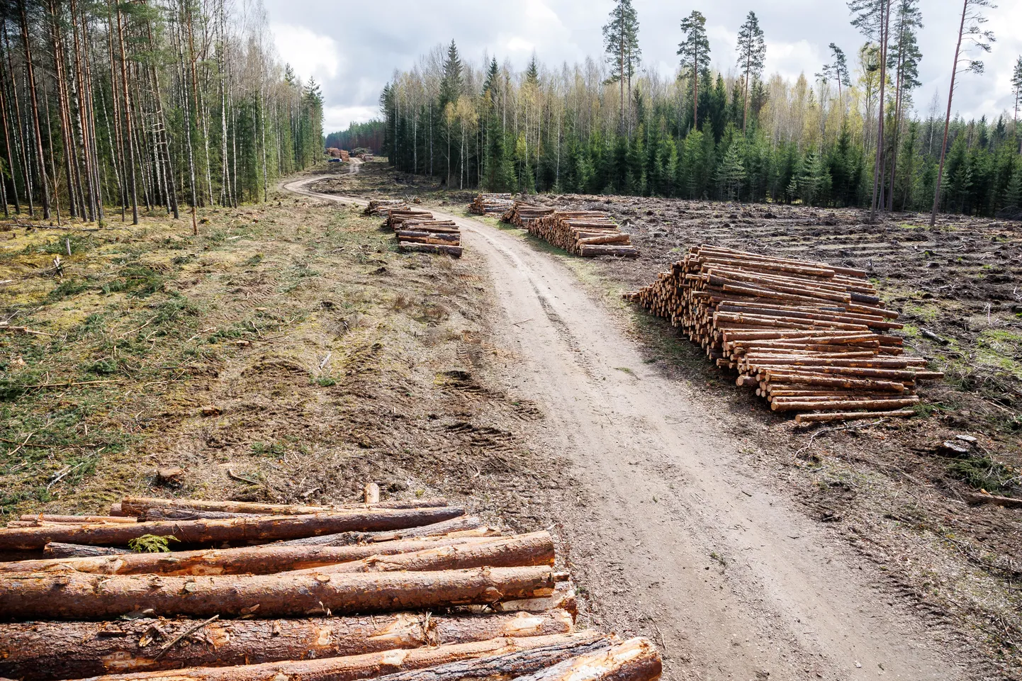 Metsaraie laiendatava Nursipalu harjutusvälja juures tänavu aprillis.