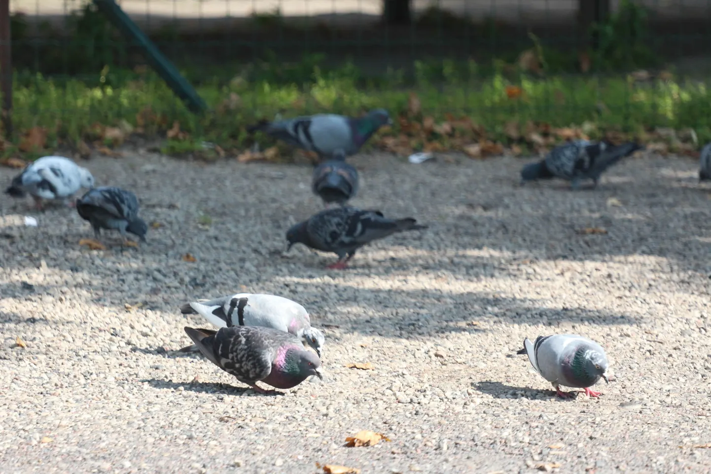 Artikli foto