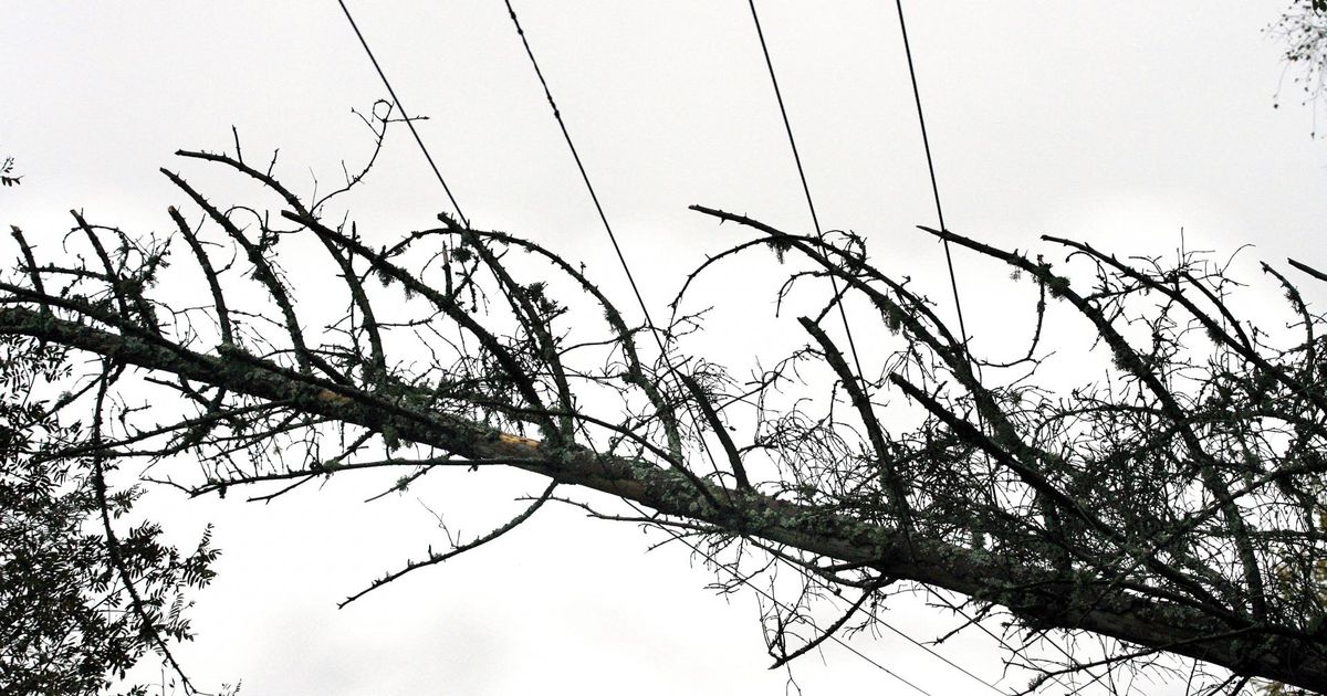 Elektrikaablile langenud puu läks kärssama