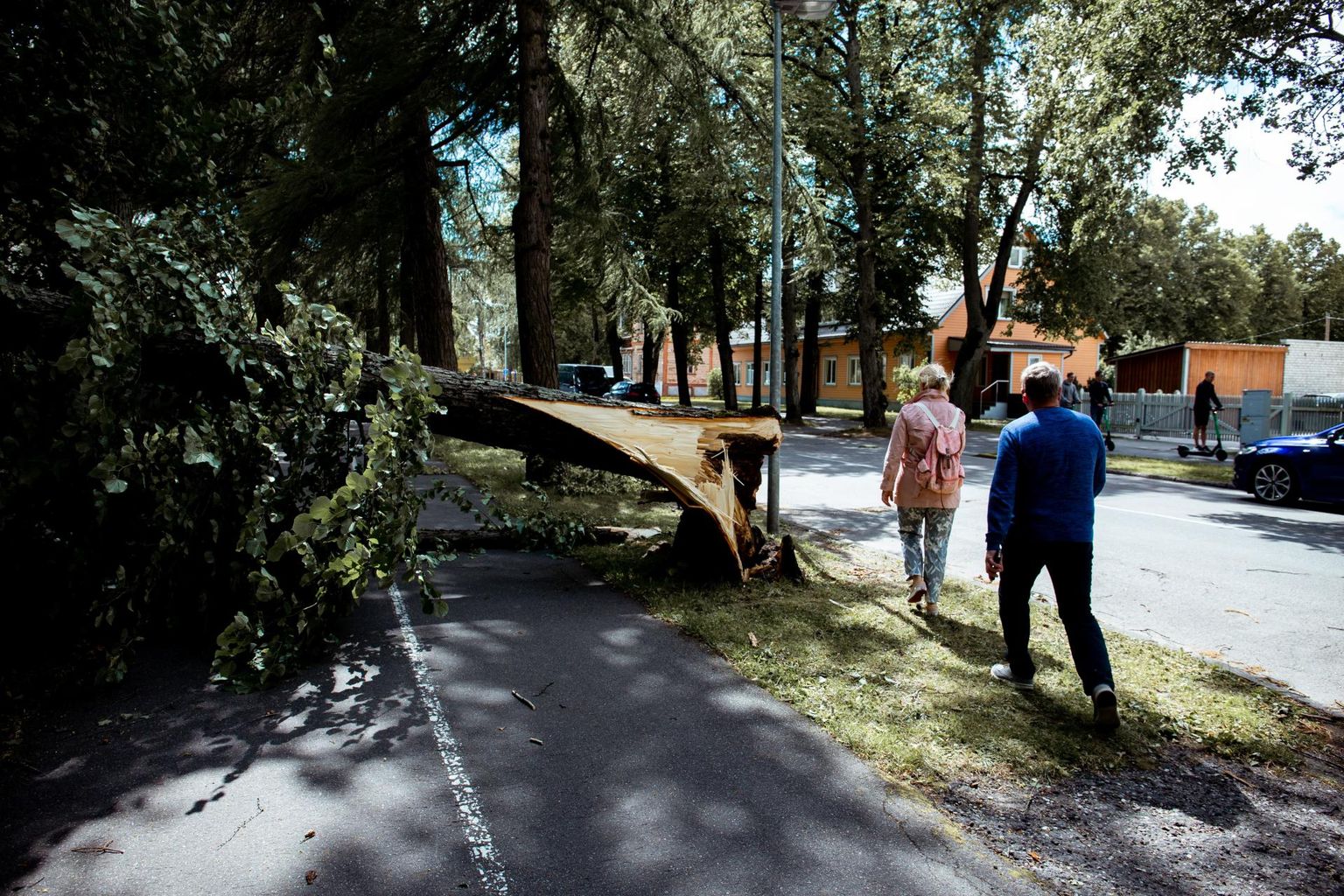 Päästjad käisid 160 väljakutsel: tegelda tuli murdunud puude ja ­purunenud elektriliini­dega. Pildil langenud puu Pärnu linnas.