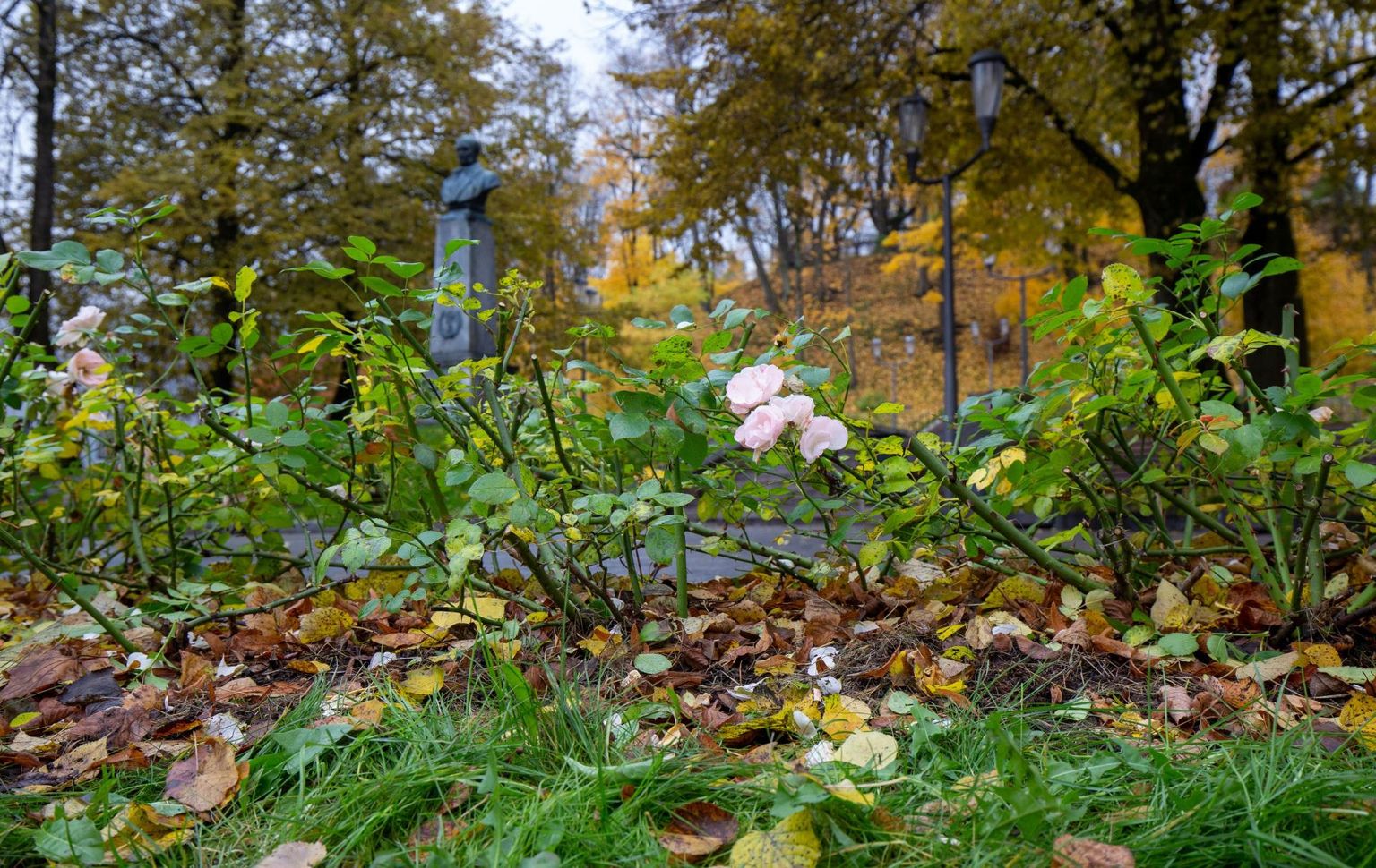 Ei juhtu just igal aastal, et mahalangenud lehtedega kõrvuti õitsevad veel 29. oktoobril Pirogovi pargis roosid.