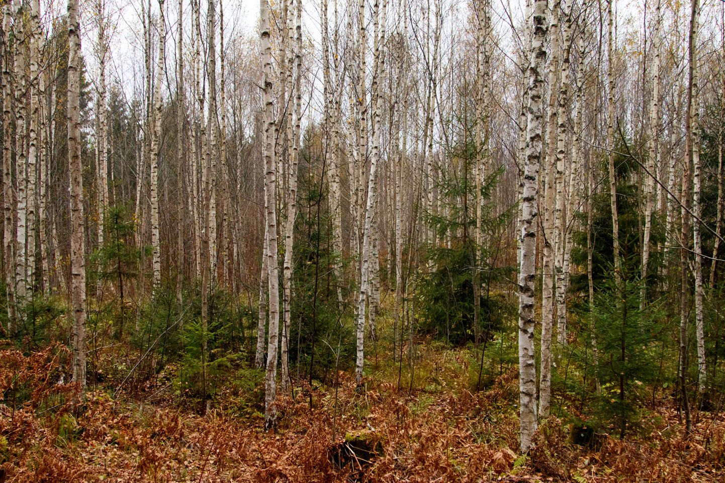 Sügisel kuuleme tihti teateid sellest, kuidas metsa läinud inimesed on tee kaotanud ja eksinud.