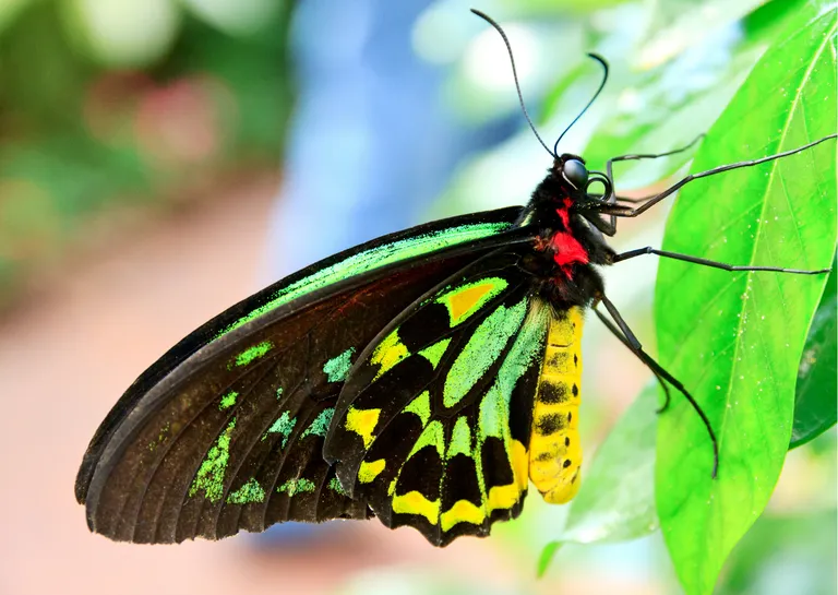 “Queen Alexandra’s Birdwing”
