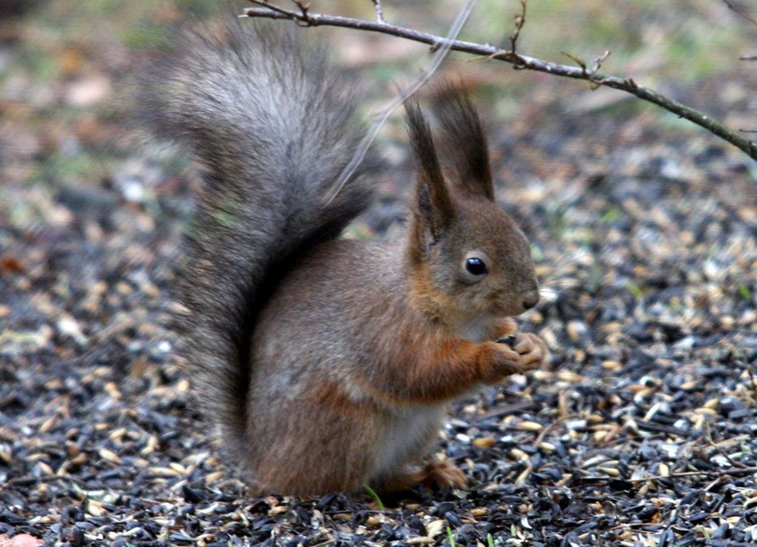 Tänavu on registreeritud kaks oravahammustust.