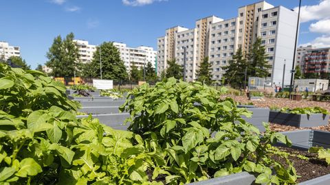 Kas linnas toidutaimede kasvatamine on ohutu?
