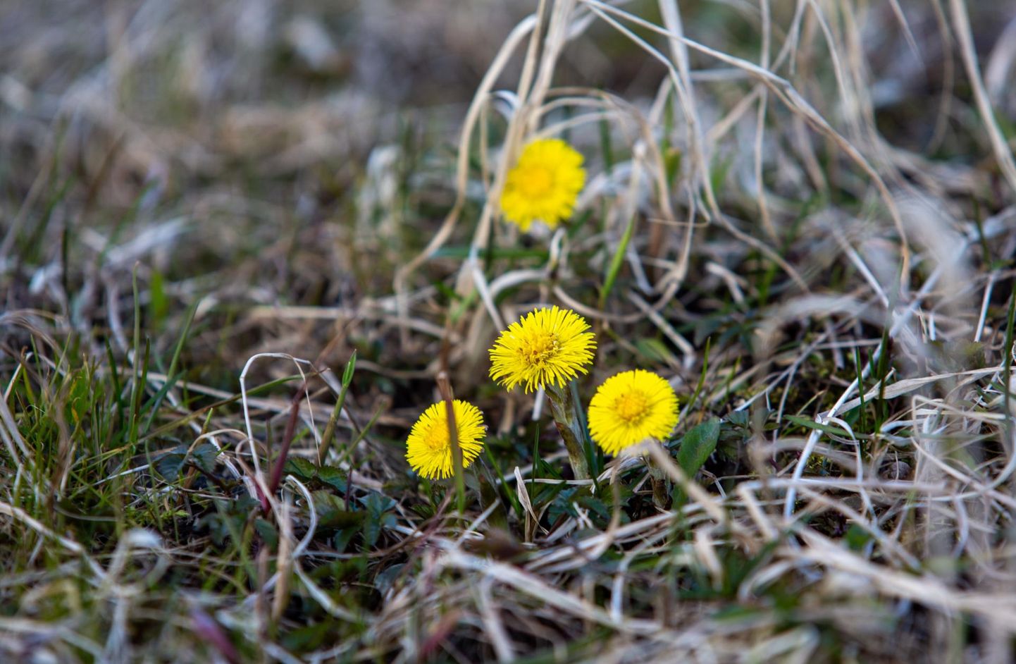 Märtsis hakkas loodus tasapisi õide puhkema, ehkki lilleilu oli näha saanud talvelgi. Pilt on tehtud 20. märtsil.