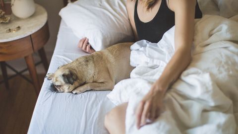 Kas inimesega samas voodis magavate koerte pisikutest võib ikka rahumeeli mööda vaadata?