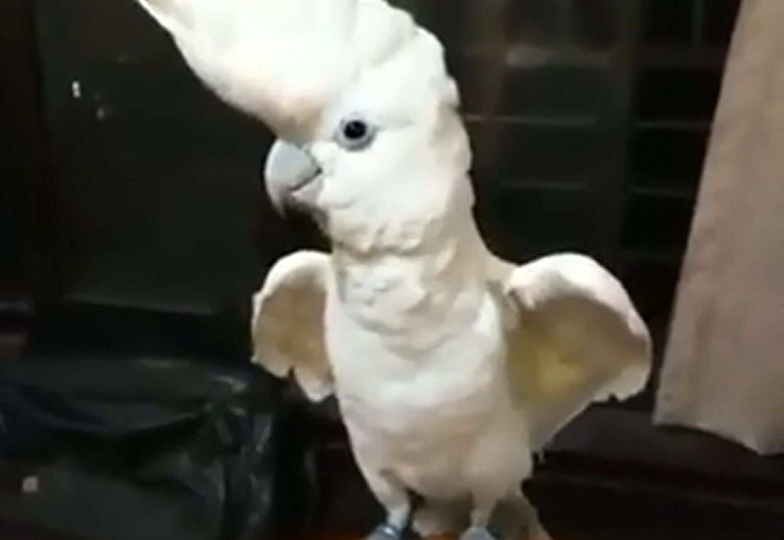 Papagoi