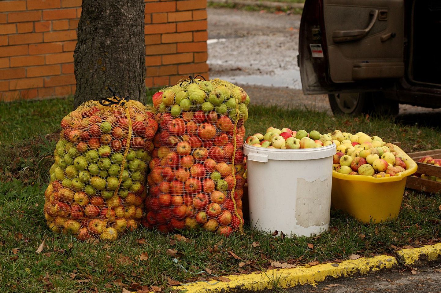 Põltsamaa Felix maksab tänavu õunakilo eest 10 eurosenti. Pildil õunad.