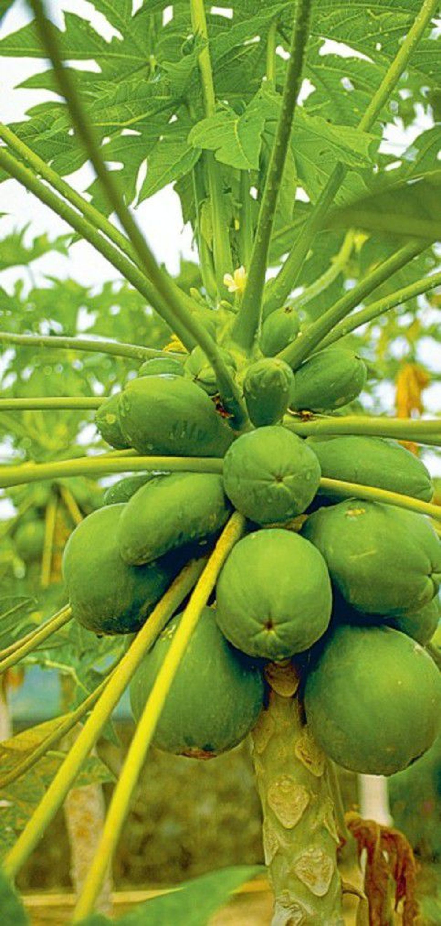 Papaia on mitmekesine puuvili, mis pakub nii silmarõõmu kui ka tervist.