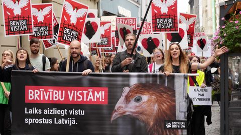 Piketā pie Saeimas aicinās aizliegt vistu sprostus Latvijā