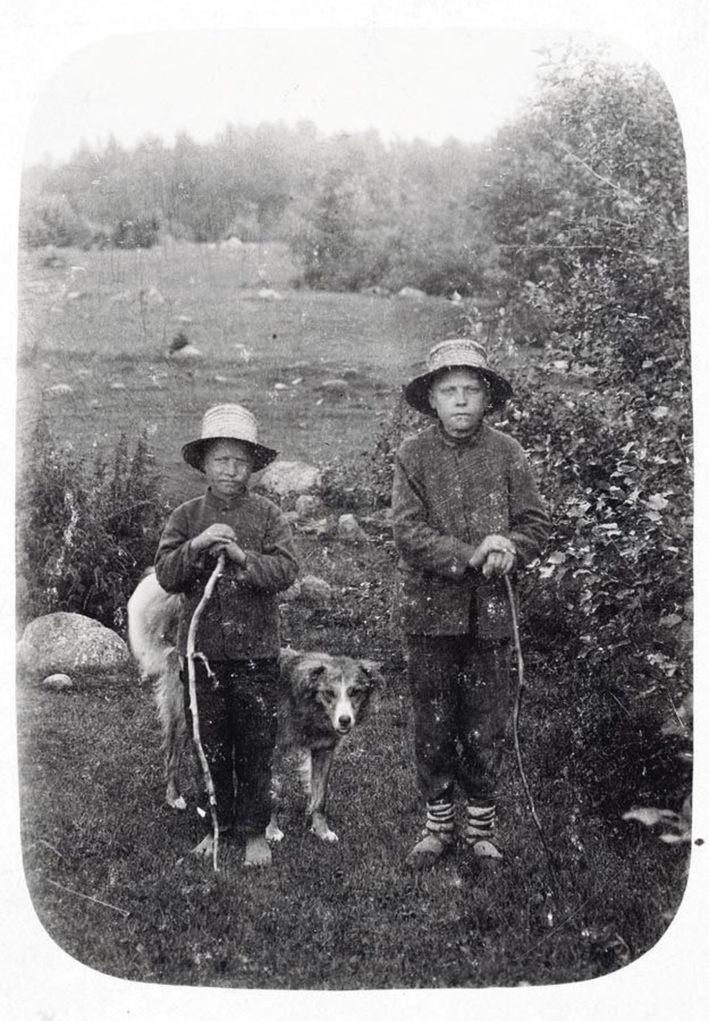 Kaks karjast karjamaal. 1912.
Pseudonüüm Ambu-Pambu 25