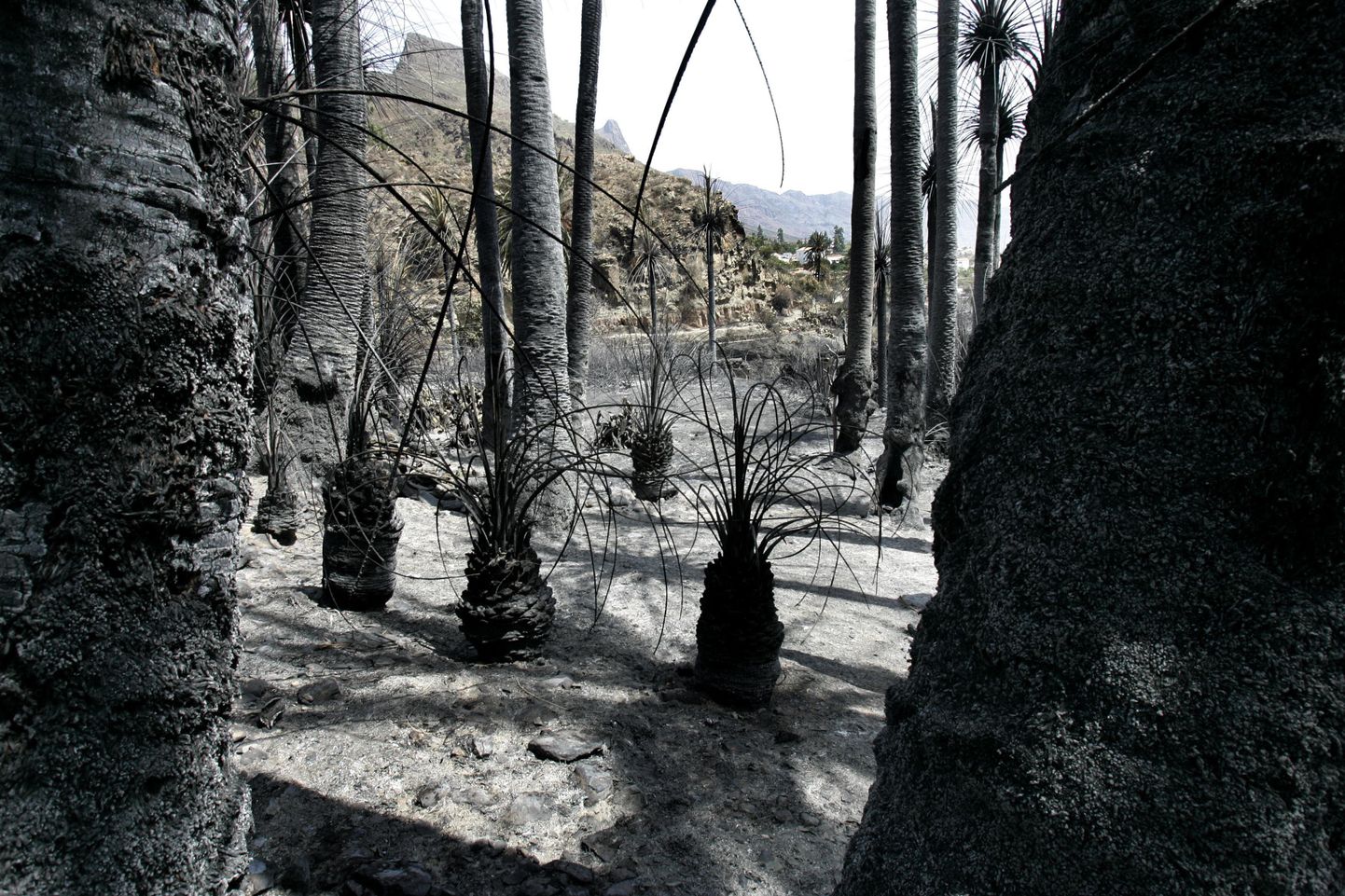 Põlenud palmid Gran Canarial