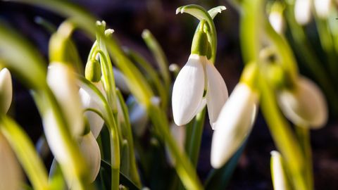Neljapäeval paistab päike ja sooja tuleb kuni seitse kraadi