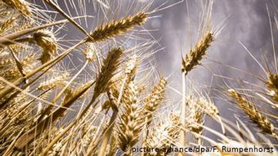 Россия с 1 апреля 2020 года вновь ввела запрет на экспорт пшеницы