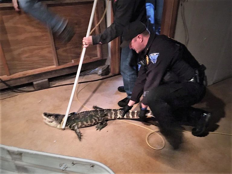 Keldrist kolib alligaator Lõuna-Carolina osariigis asuvasse alligaatorikeskusesse