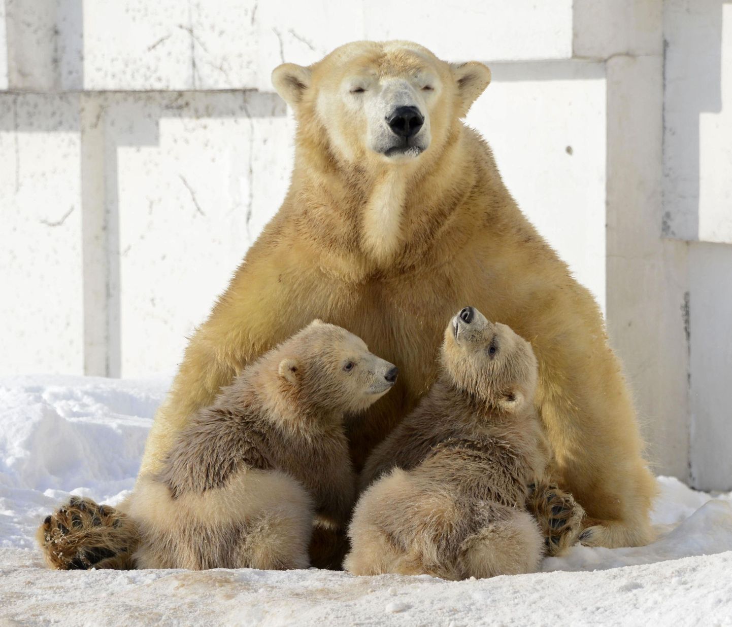 Jaapani Sapporo loomaaia jääkarud
