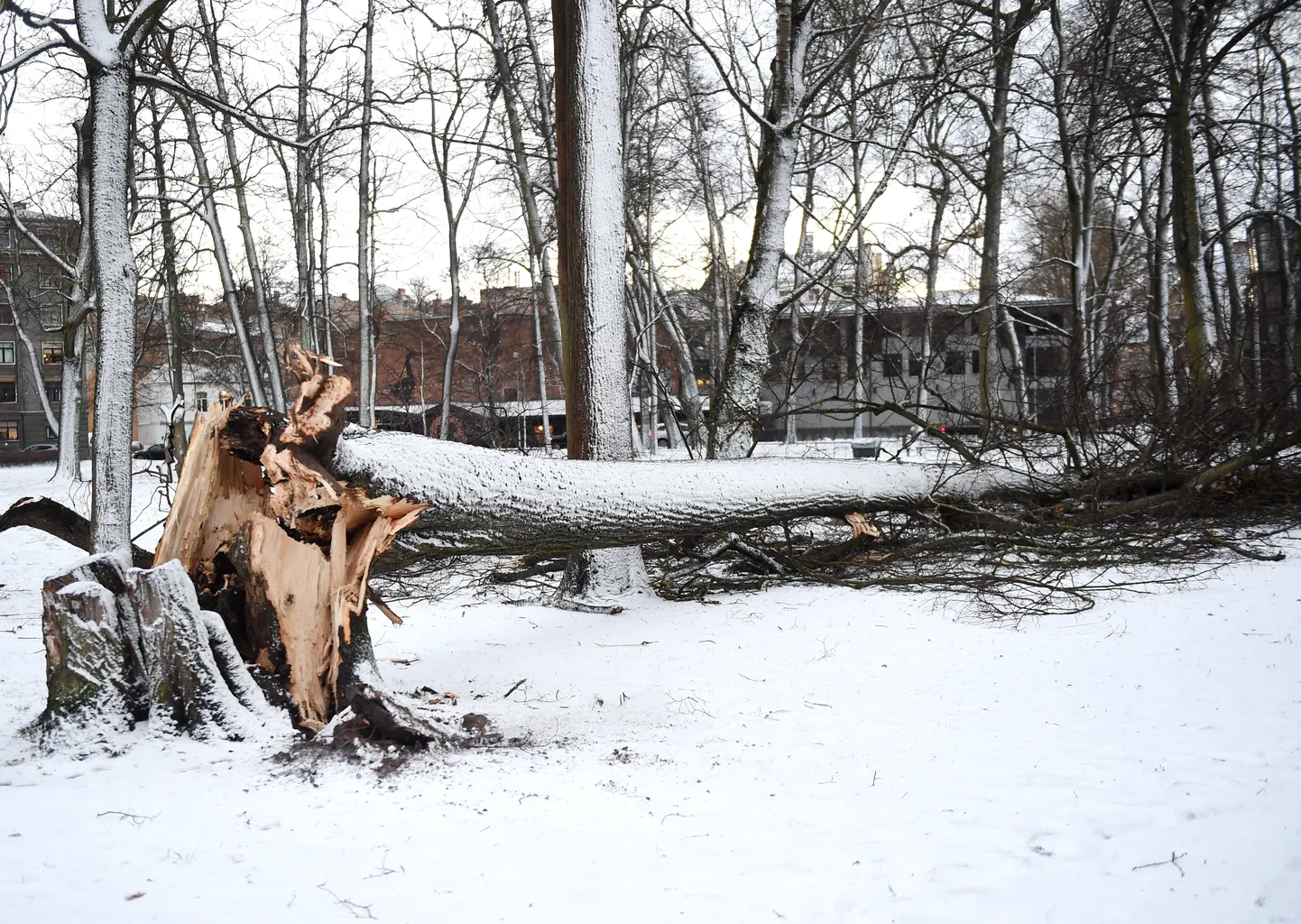 Stiprā vēja brāzmās nolauzts koks Viesturdārzā.