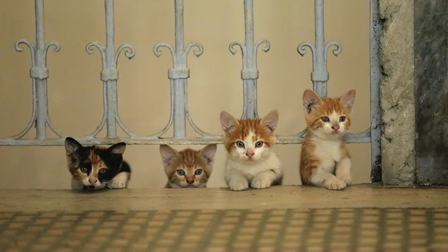«Kedi» on türgi režissööri Ceyda Toruni armastuskiri kassidele.