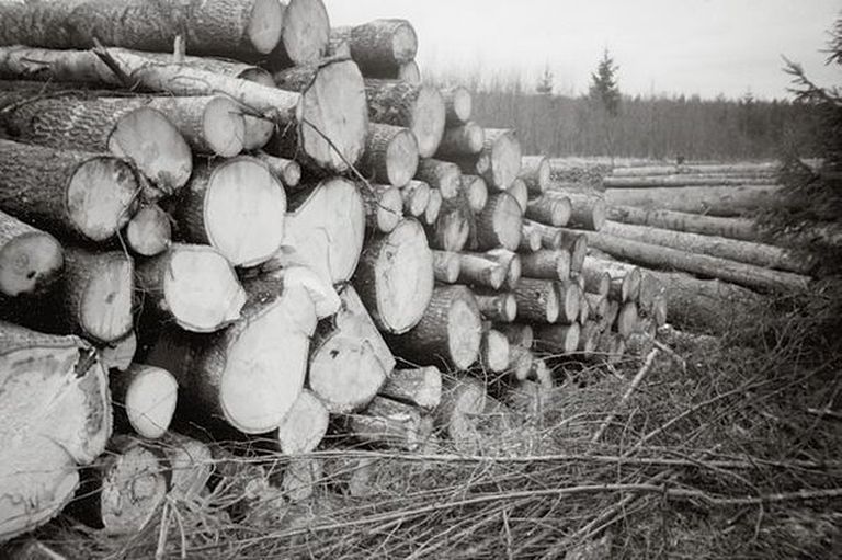 Первая половина 1990-х годов в Эстонии была знаменита кражами леса, которых не избежали и государственные леса. А надзор за ними вели работники государственных лесов, а не банковские чиновники.