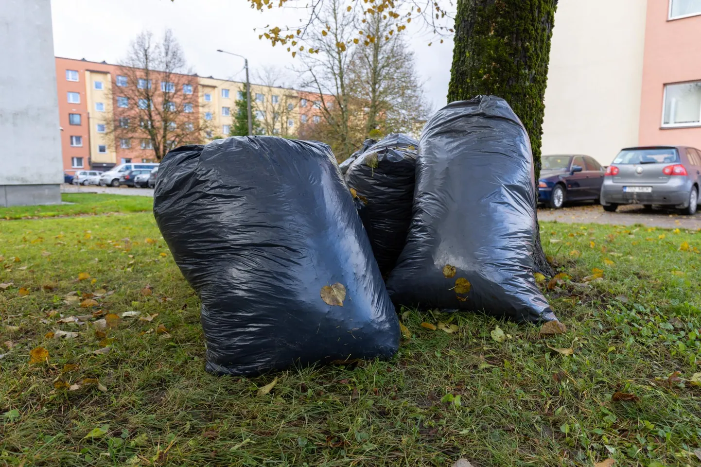 Puulehed, tõrud ja muud aiajäätmed tuleb koguda kilekotti.