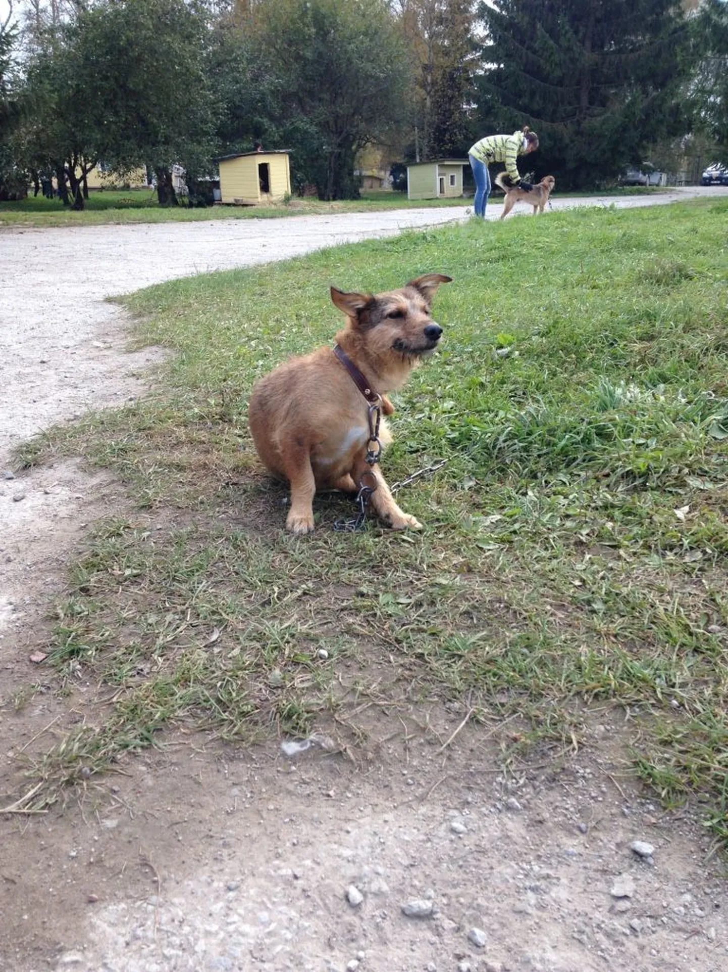 Koer Tartu koduta loomade varjupaigas.