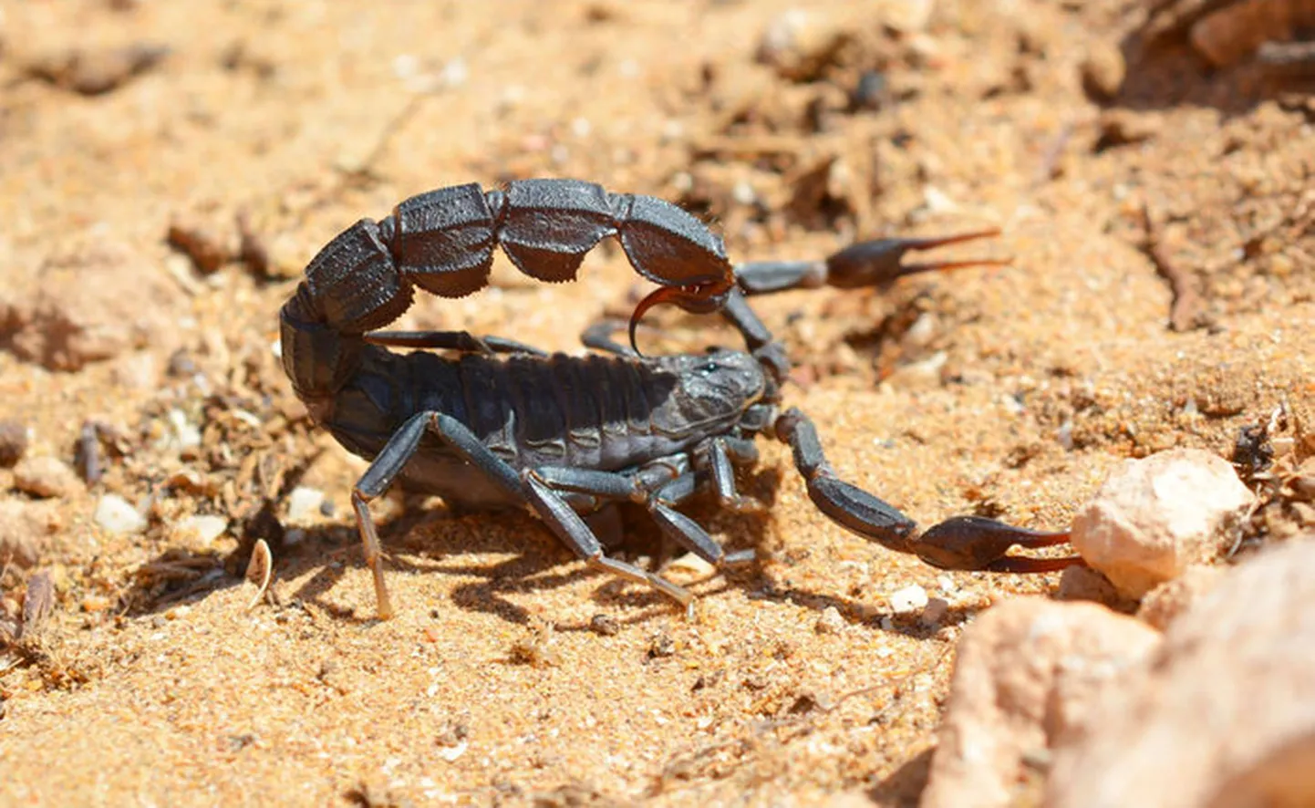 Skorpion