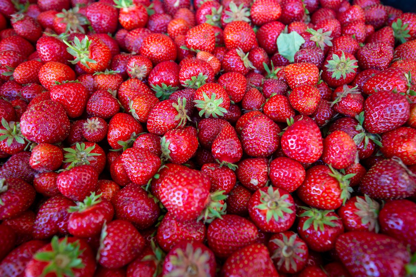 Kilo Eesti maasikaid võis reedel turult osta kolme euro eest.