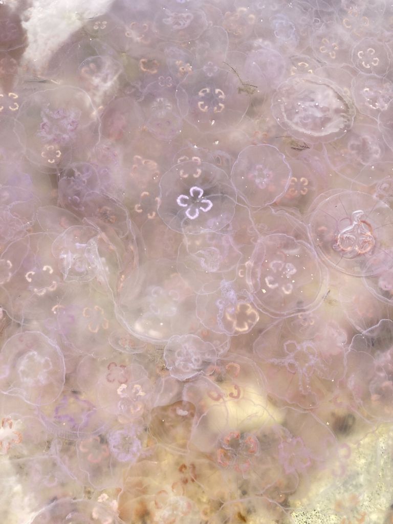 Медузы в Лахепере, Лауласмаа