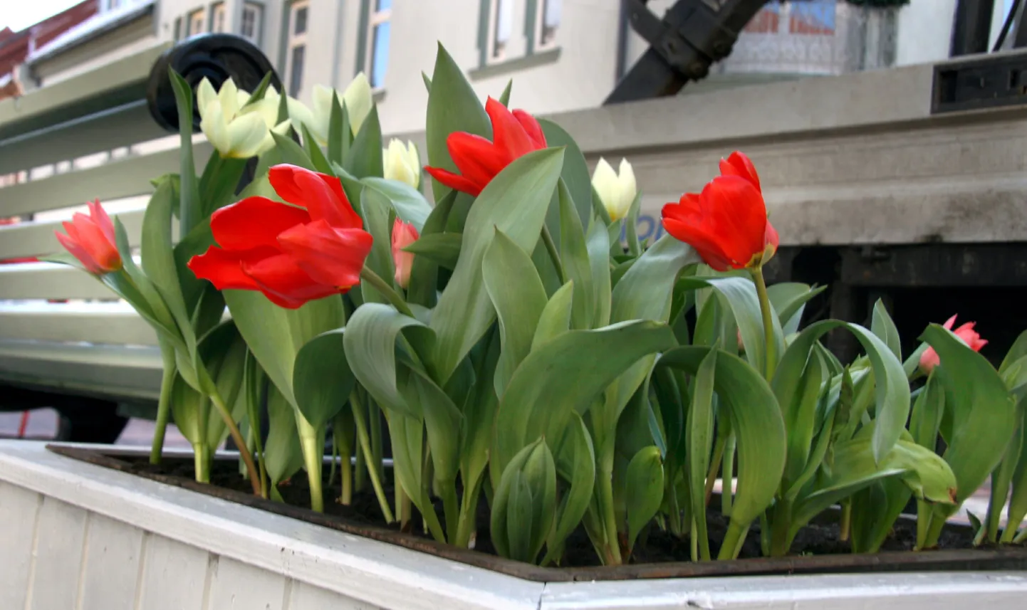 Varakevadised lillekastid on Pärnu linnapilti ilmestanud juba aastaid. Pildil on eelmisel aastal pärnakaid rõõmustanud kevadised tulbid.