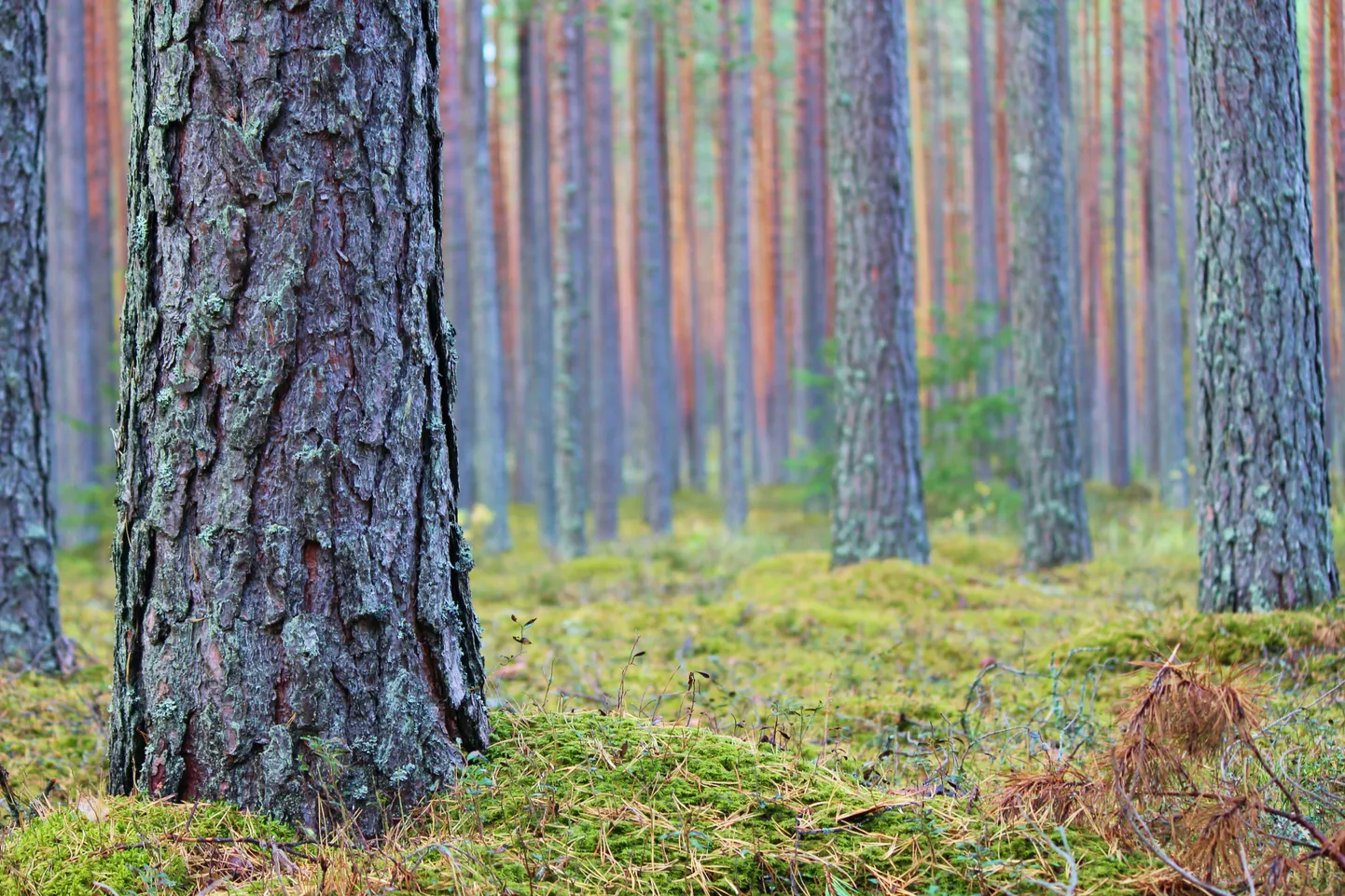 Lõppes parimate metsamajandajate konkurss.