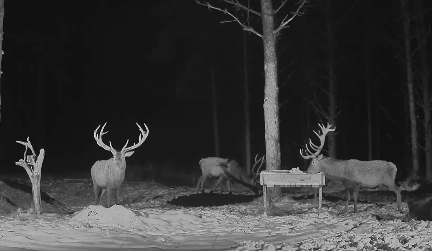 Rajakaamera video kuvatõmmis
