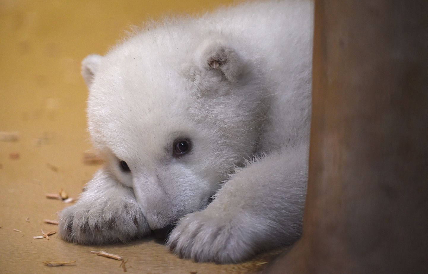 Möödunud aasta 11. detsembril sündinud jääkaru sai esimest korda avalikkuse ette.