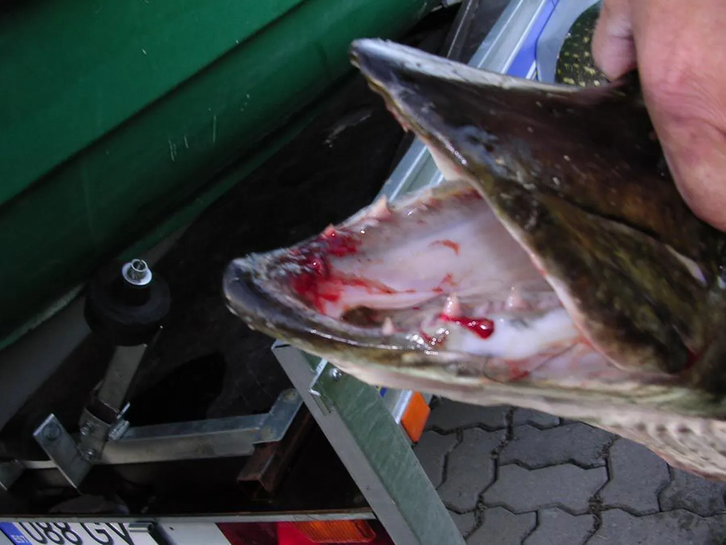 Kolm nädalat tagasi sai paadi järel suurt lanti vedades 10,3-kilose haugi Toivo Rundu.
