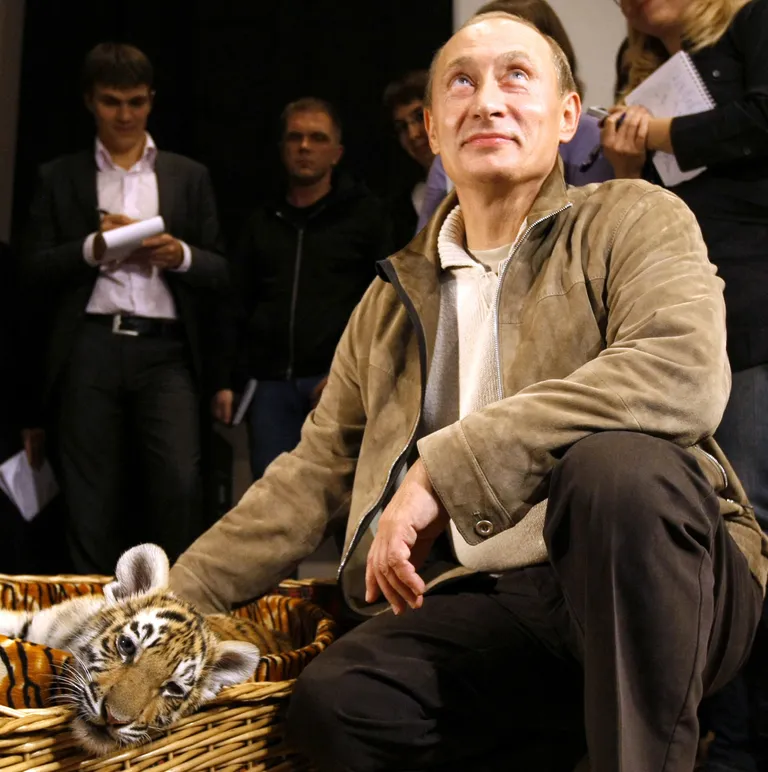 Путин гладит тигра, Октябрь 2008 года