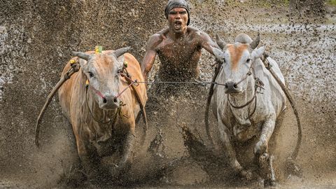 Hämmastavad tabamused: fotograaf püüdis pildile härjaajamise kineetilise kaose