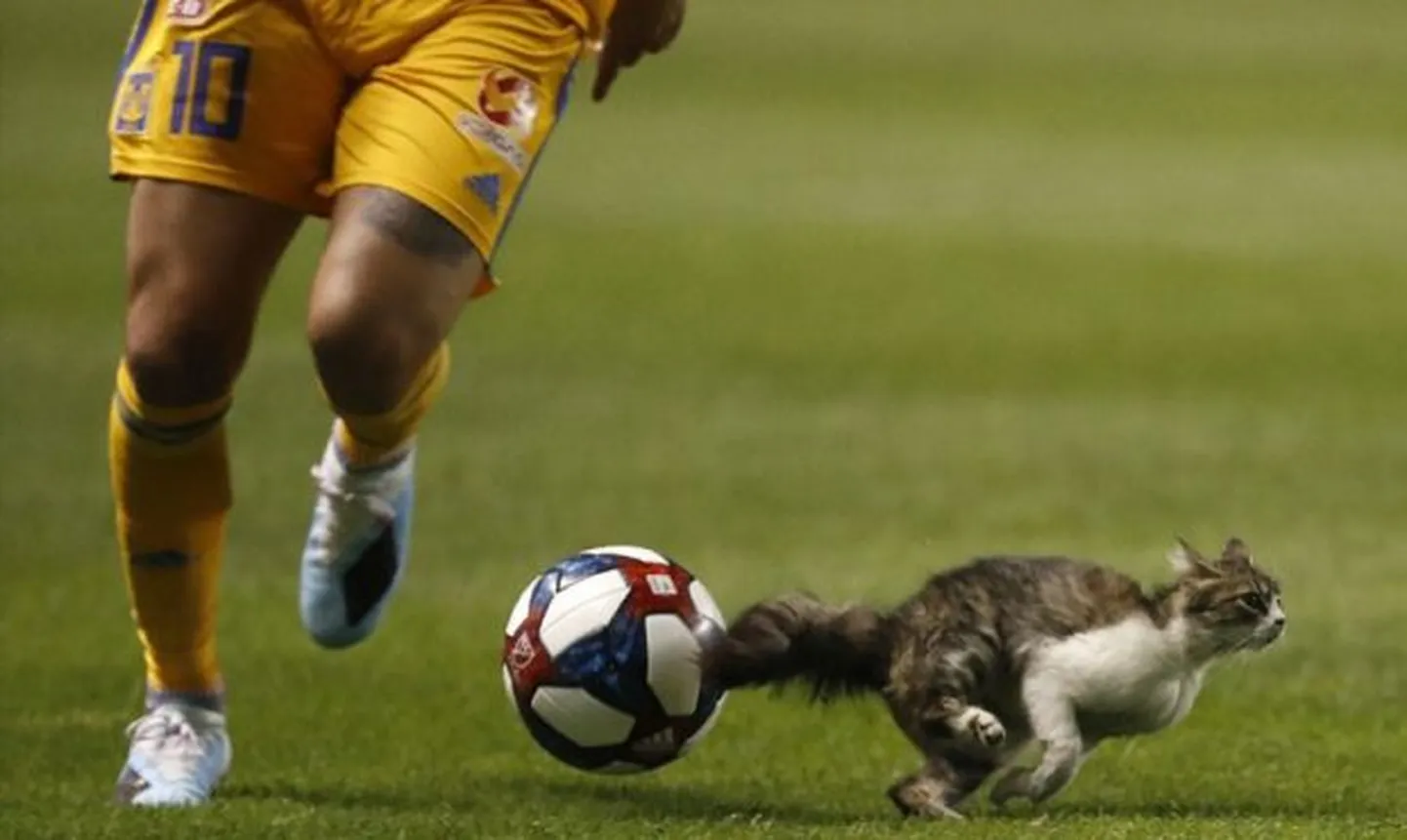 Kaķis, kam futbols ir tuvu sirdij.