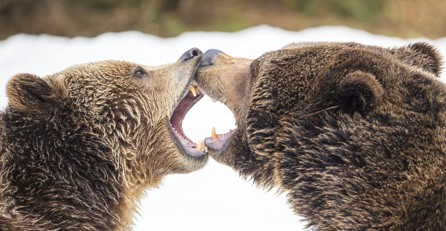 Karud võtavad Saksa looduspargis mõõtu. Pruunkaru on üks paremini uurituid loomasid maailmas