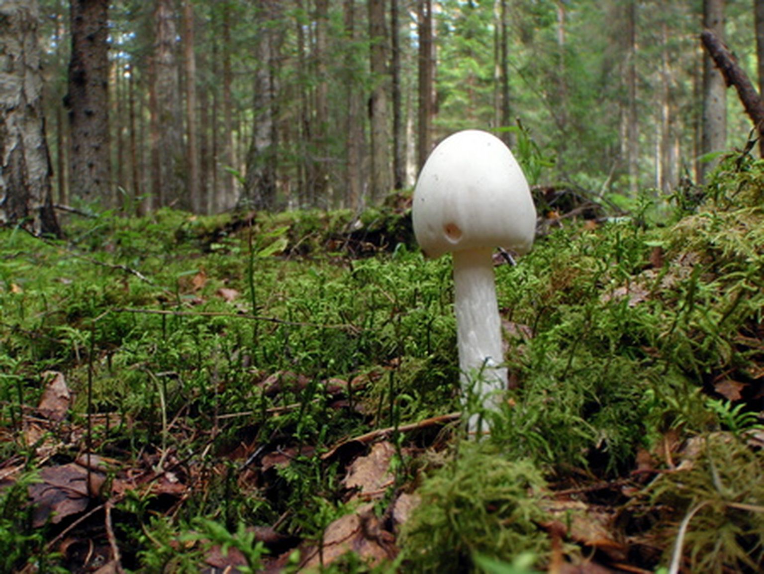 Eestis leiduvate surmavalt mürgiste seente hulka kuuluv valge kärbseseen.