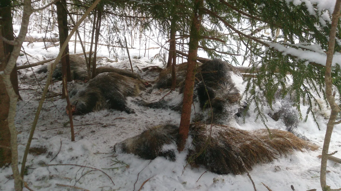Pilt räägib rohkem kui tuhat sõna. «Metsas valitses haudvaikus ja laibalehk,» kirjeldas Pikasilla lähedal metsas avanevat pilti selle lehele saatnud inimene.