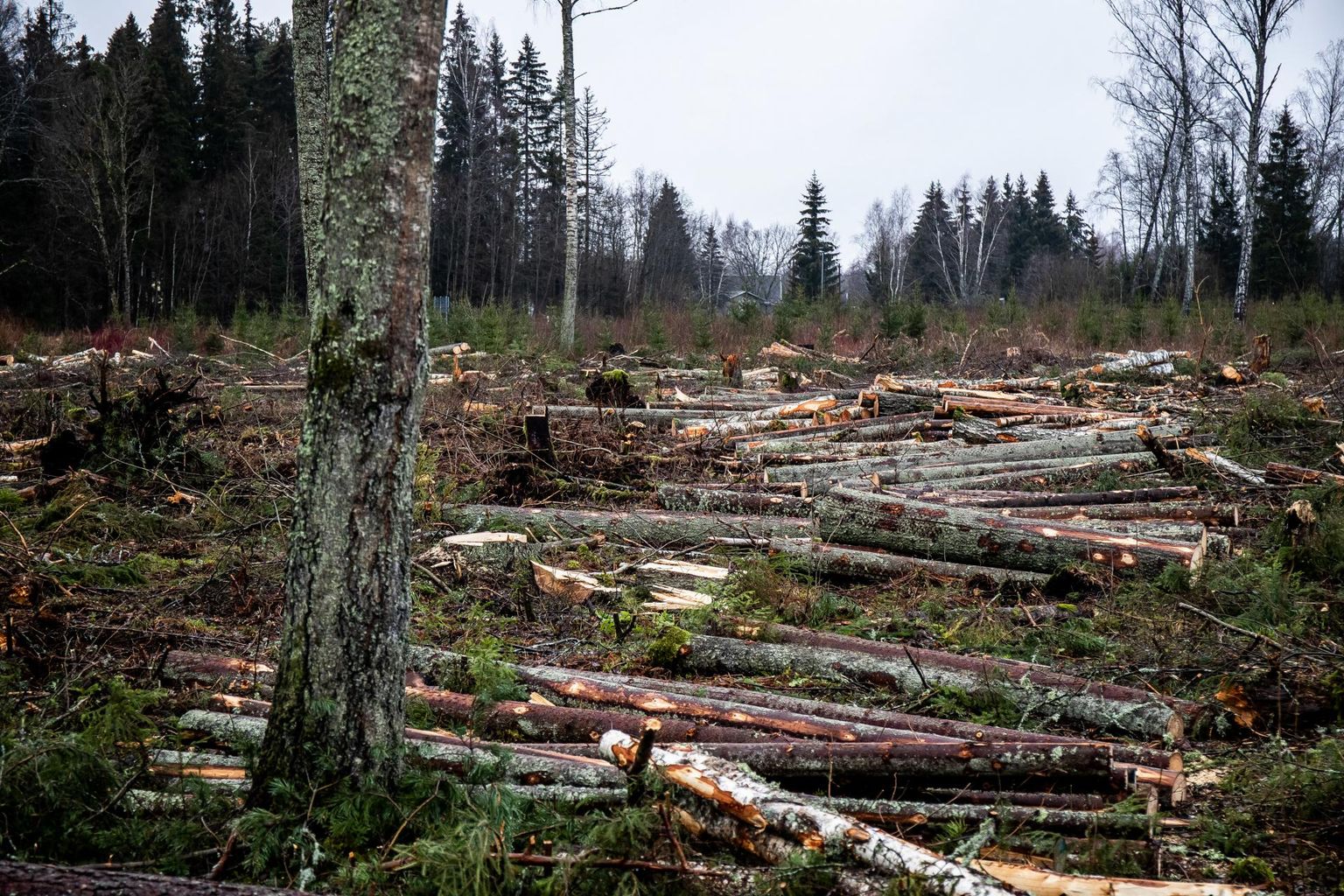 Metsanduse arengukava keskkonnamõjude hindamise programmi koostajat ähvardab oht jääda vaidluses raiemahu üle kahe tule, metsatöösturite ja looduskaitsjate vahele.